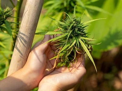 Hanfprodukte und Marihuanasamen: Alles aus einer Hand